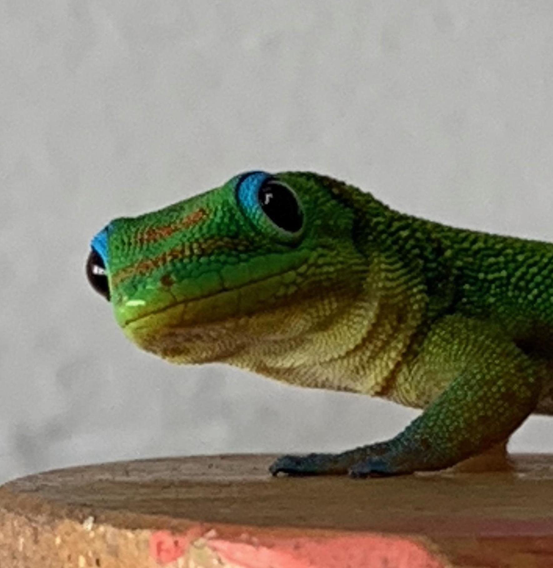 Tropical Zen Bungalow パホア エクステリア 写真
