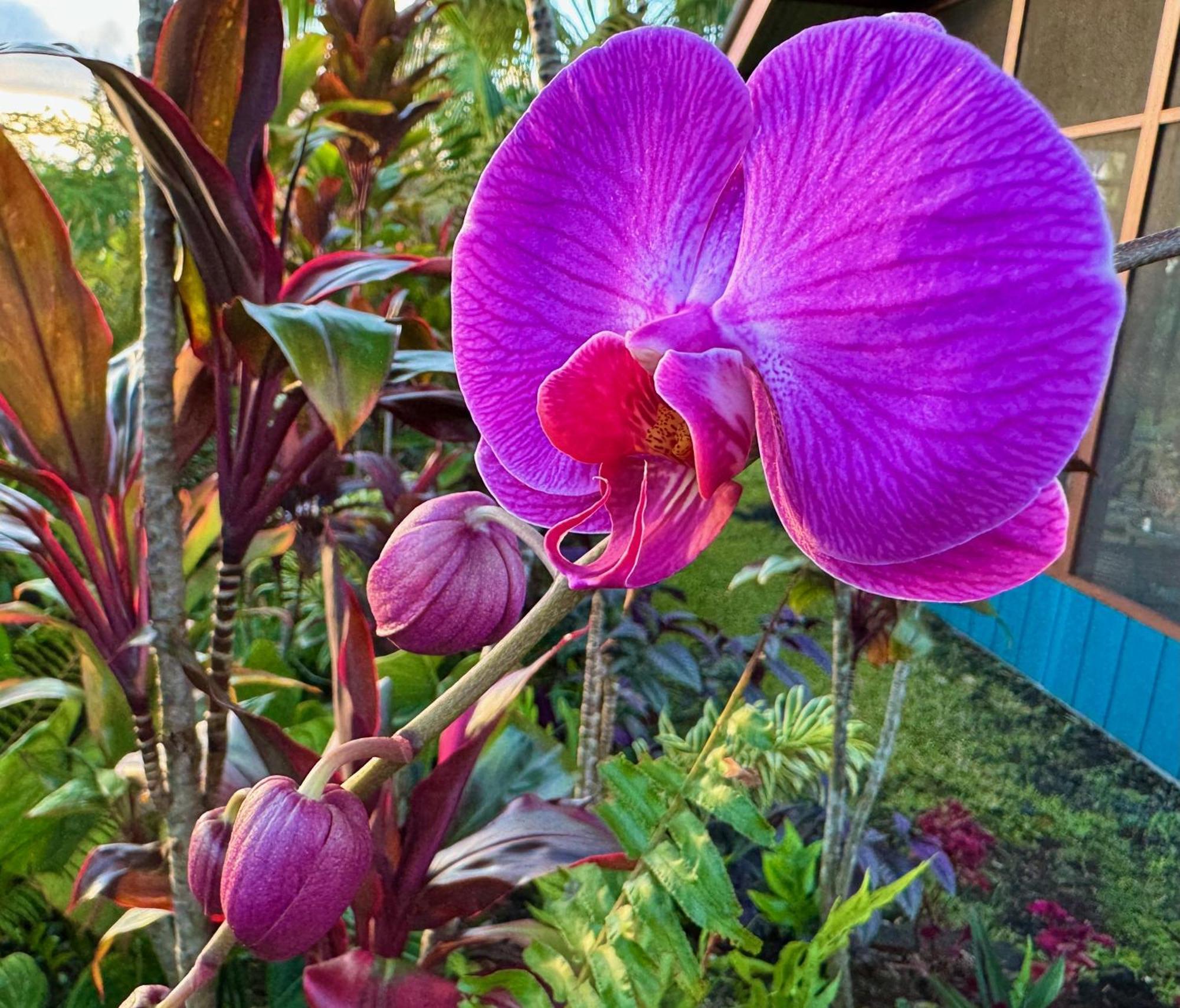 Tropical Zen Bungalow パホア エクステリア 写真